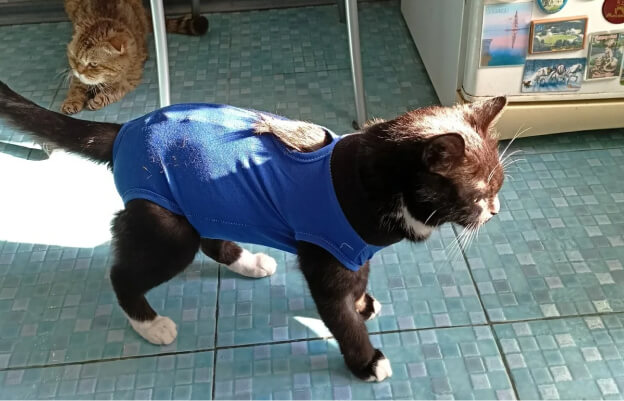 Кошка в хирургической попоне